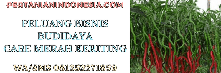 peluang,bisnis,agrobisnis,agribisnis,budidaya cabe keriting